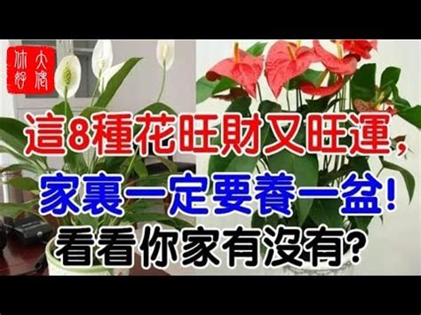 辦公室適合放什麼花 法船